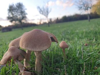 Close-up of mushroom growing on field