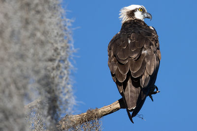 American bald eagle on tree with spanish moss