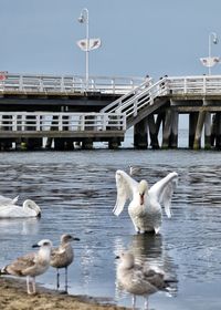 Birds swimming in lake against the sky