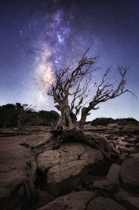 Bare tree on landscape