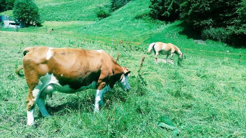 Cows grazing on grassy field