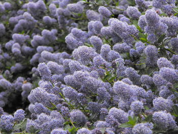 Close-up of purple flowering plants