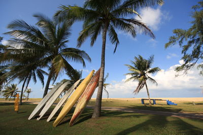 Palm trees on beach against sky