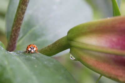 Close-up of ladybug on leaf