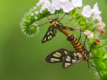Close-up of butterfly pollinating on flower