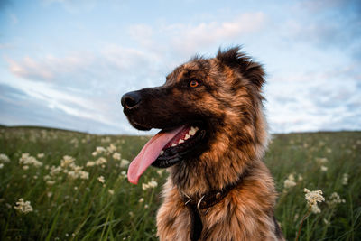 Dog looking away on field