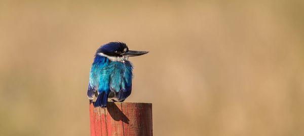 Kingfisher perching on wooden post