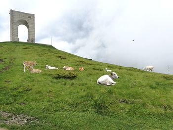 Cow on field against sky