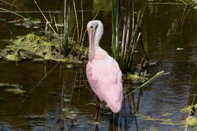 Bird in a lake