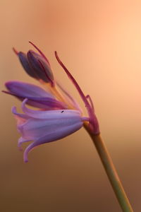 Close-up of purple flowering plant