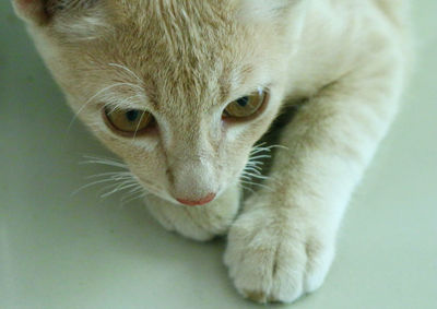 Close-up portrait of a cat