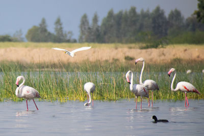 View of birds in lake