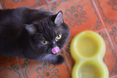 Close-up portrait of black cat at home