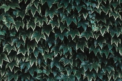 Full frame shot of ivy growing on wall