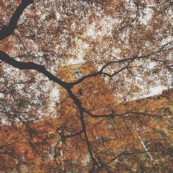 Low angle view of tree against sky