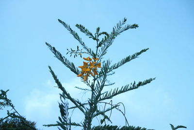 Low angle view of plant against sky