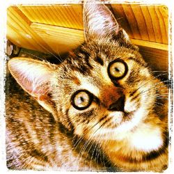 Close-up portrait of cat