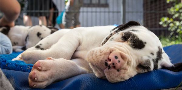 Close-up of great dane puppy sleeping in yard