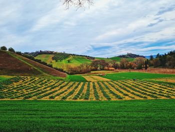 Valley of abruzzo with olive trees and cultivated fields