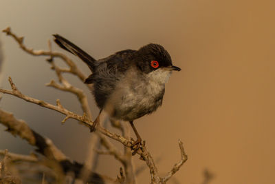 Close-up of bird perching on branch