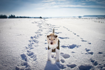Dog with dog in background
