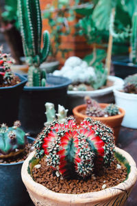 Close-up of potted plant on table