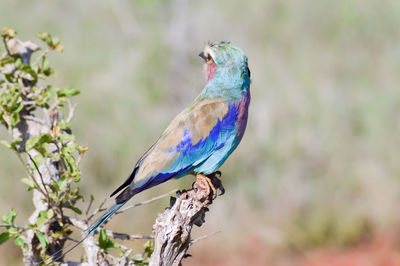Lilac-breasted roller perching on branch