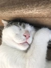 Close-up of cat sleeping