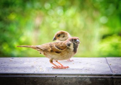 Close-up of bird perching on wood