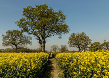 Scenic view of oilseed rape field against sky