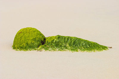 Close-up of leaf over white background