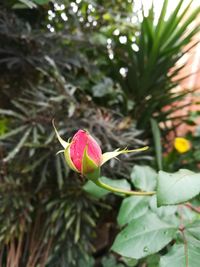 Close-up of pink flower