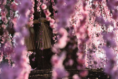 Pink flowering plants hanging from tree