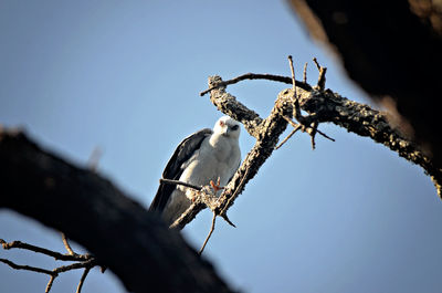 Low angle view of hawk perching on branch against clear sky