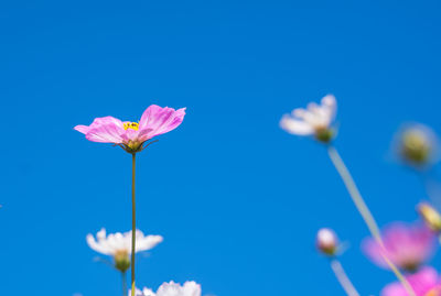 Close-up of pink flowering plant against blue sky