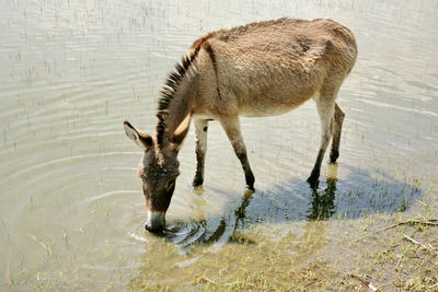 Dmonkey drinking water in lake