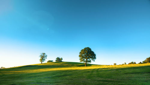 Trees growing at park against blue sky