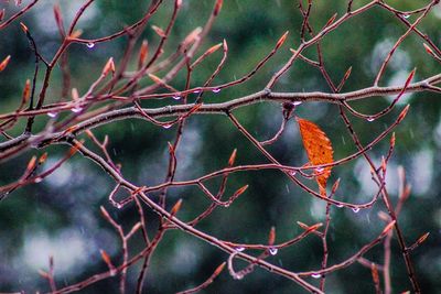 Bird perching on branch during winter