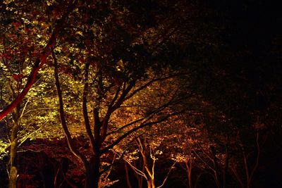 Scenic view of trees