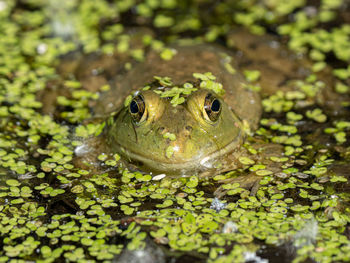 Close-up of a frog in lily pads on a sunny day 