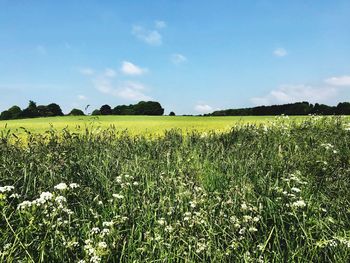 Scenic view of field against sky