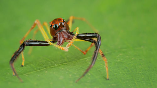 Close-up of insect on leaf