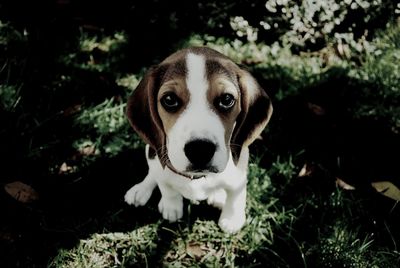 Portrait of a dog