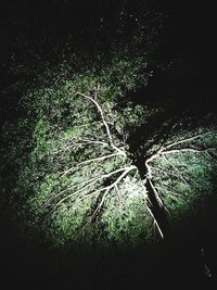 View of tree at night