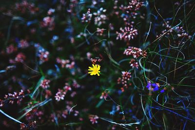 Close-up of flowers blooming outdoors