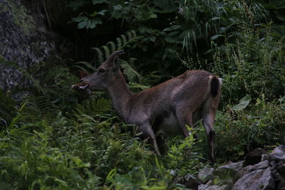 Deer in a forest