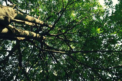 Low angle view of tree