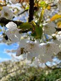 Close-up of cherry blossoms in spring