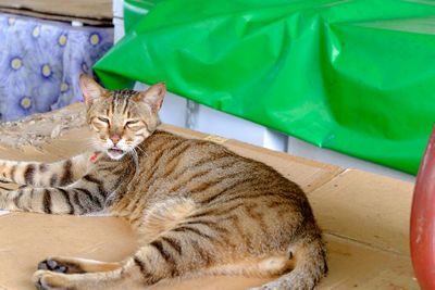 Portrait of cat resting on tiled floor