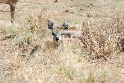 Animal grazing on field